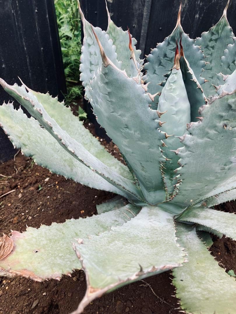 耐寒性アガベ グアダラハラナ大株 青白◇ドライガーデン多肉サボテン　ユッカ　ヤシ 耐寒性アガベ グアダラハラナ青白大株◇ドライガーデン多肉サボテン